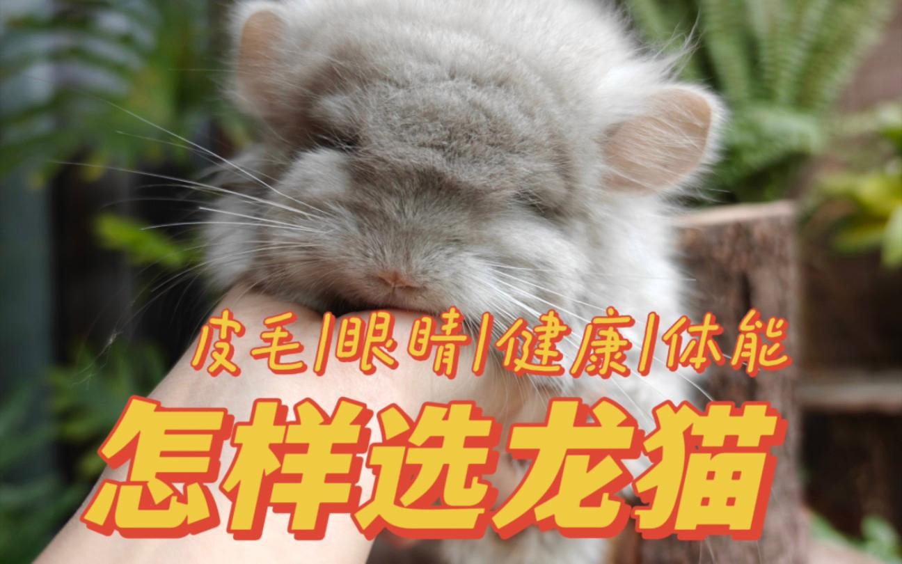 如何辨別龍貓的健康狀況？，如何辨別龍貓健康狀況