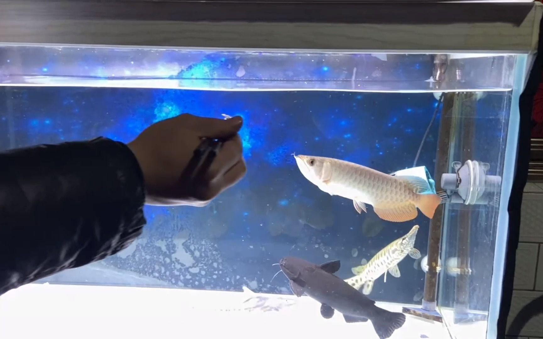 如何安全地食用紅龍魚？，嗶哩嗶哩5塊錢買下原價5000的極品紅龍魚,入缸之后也太帥了吧