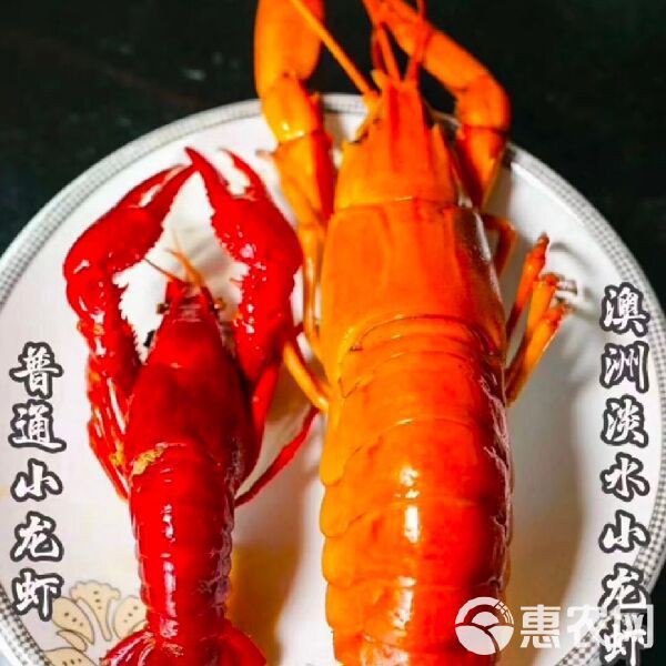 澳龍的市場(chǎng)價(jià)格，澳龍一只多少錢(qián)