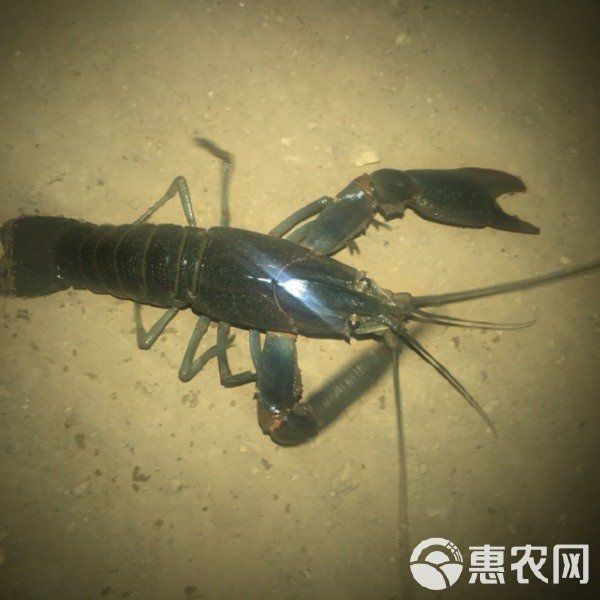 澳龍的市場(chǎng)價(jià)格，澳龍一只多少錢(qián)