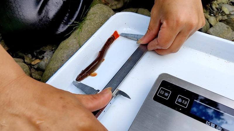 如何檢測水質是否適合龍魚孵化？，如何檢測水質是否適合龍魚孵化