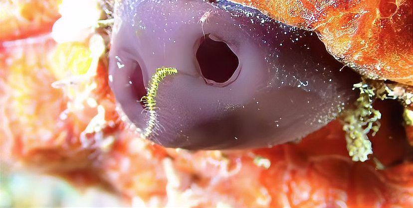 廣東人說的豬鼻子魚是什么魚，廣東人口中的“豬鼻子魚”并非特指單一物種，網友：想上岸吃草