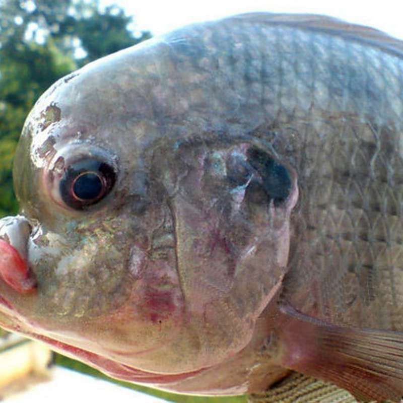 廣東人說的豬鼻子魚是什么魚，廣東人口中的“豬鼻子魚”并非特指單一物種，網友：想上岸吃草