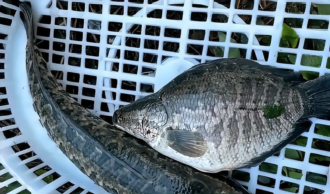 廣東人說的豬鼻子魚是什么魚，廣東人口中的“豬鼻子魚”并非特指單一物種，網友：想上岸吃草