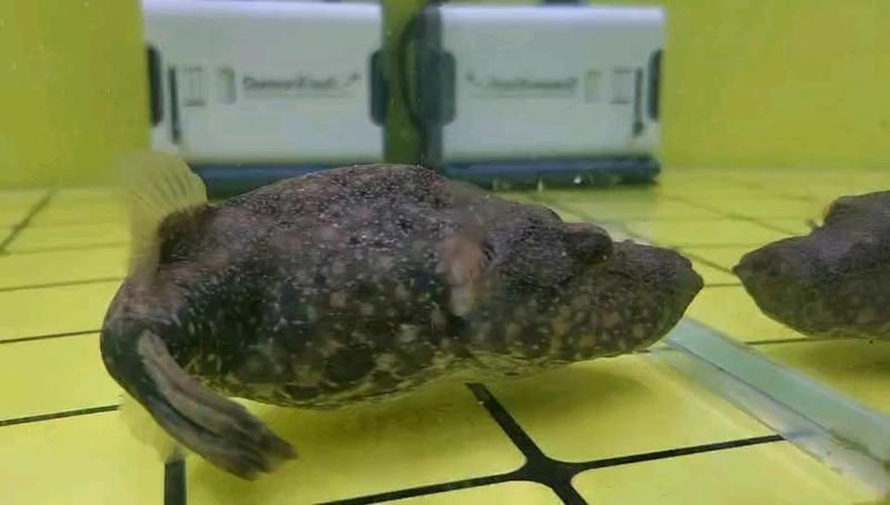 廣東人說的豬鼻子魚是什么魚，廣東人口中的“豬鼻子魚”并非特指單一物種，網友：想上岸吃草