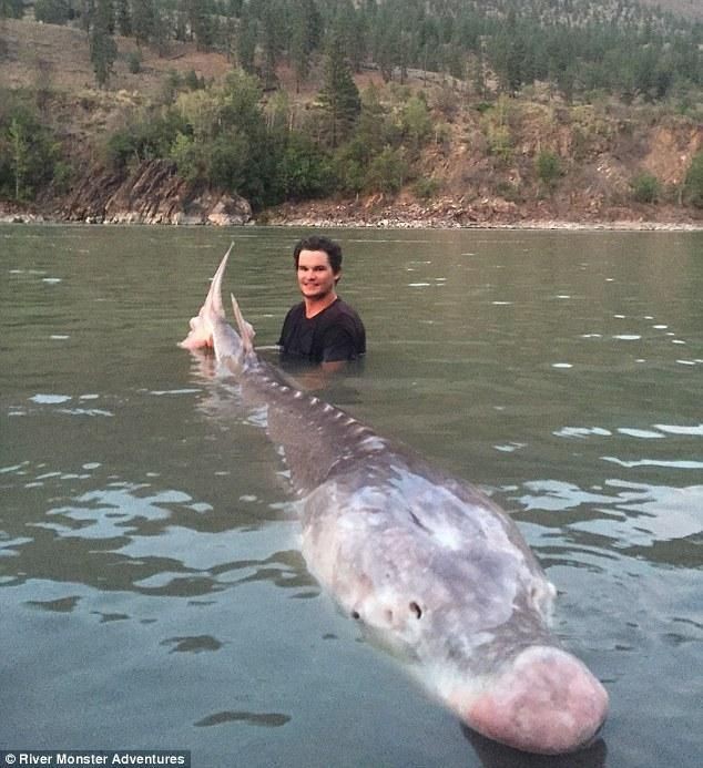 廣東人說的豬鼻子魚是什么魚，廣東人口中的“豬鼻子魚”并非特指單一物種，網友：想上岸吃草