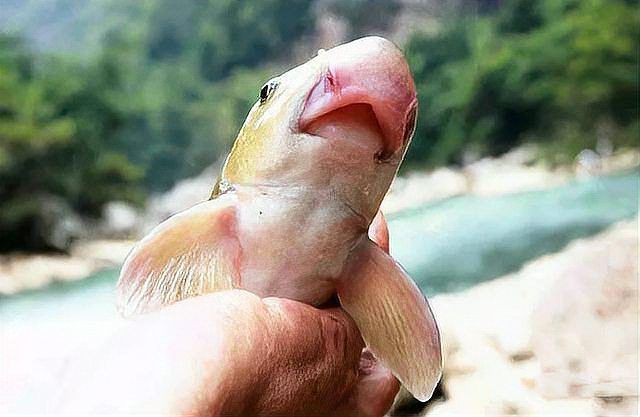 廣東人說的豬鼻子魚是什么魚，廣東人口中的“豬鼻子魚”并非特指單一物種，網友：想上岸吃草