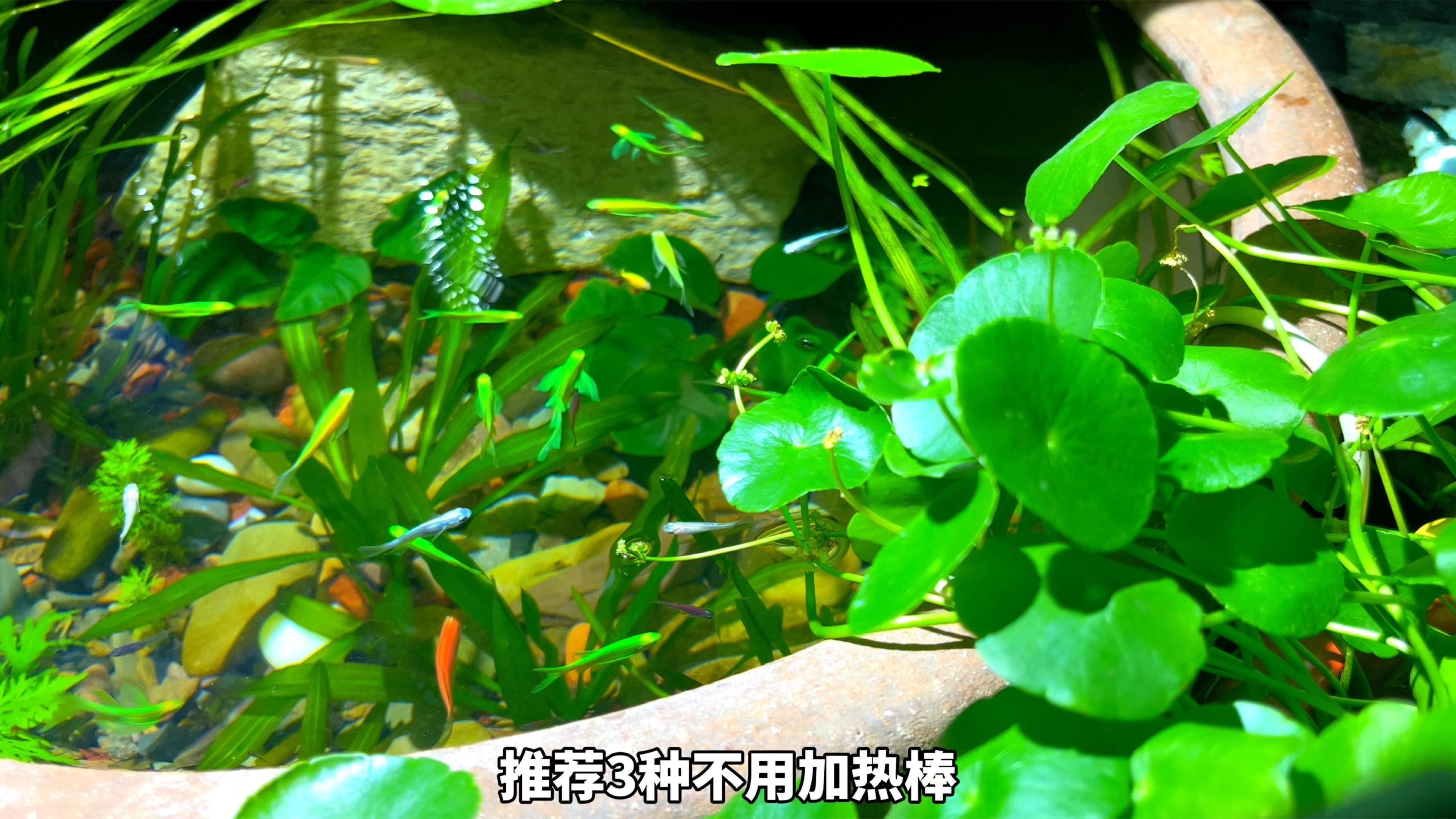 冷水魚有哪些品種，五種最好養的冷水魚，皮實漂亮又便宜,適合養魚新手嗶哩嗶哩
