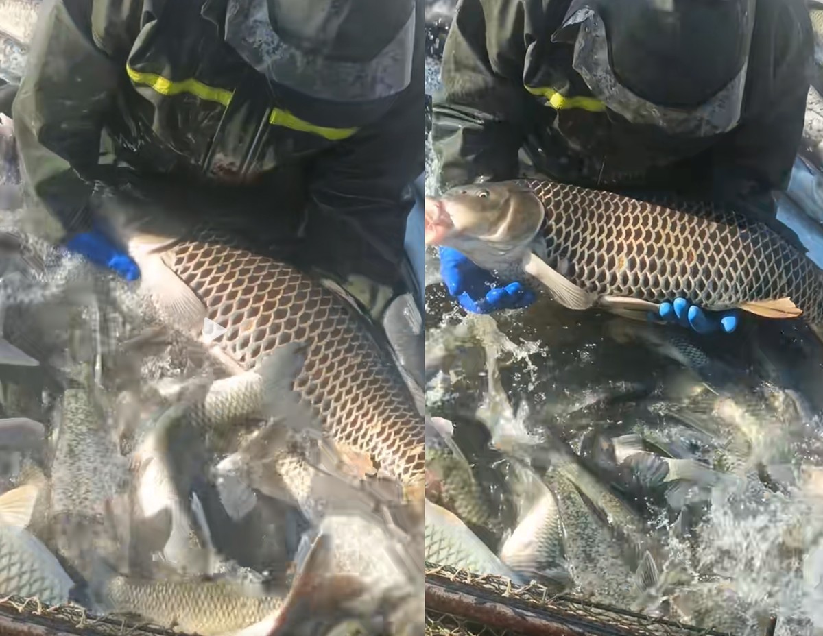 江西龍魚店，南昌江西龍魚店