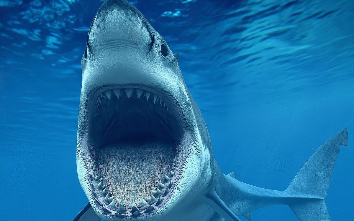 世界上最大的鯊魚排名，世界上最大的掠鯊者 世界上最大的鯊魚排名，世界上最大的掠鯊者 龍魚論壇 第5張