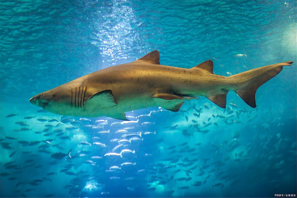 世界上最大的鯊魚排名，世界上最大的掠鯊者 世界上最大的鯊魚排名，世界上最大的掠鯊者 龍魚論壇 第7張