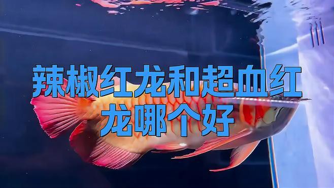 如何區(qū)分辣椒紅龍魚的品質(zhì)？，如何區(qū)分辣椒紅龍魚的品質(zhì)