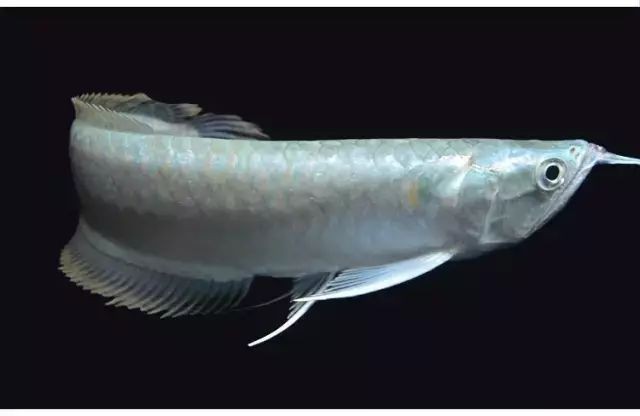 養四條龍魚的寓意是什么，\