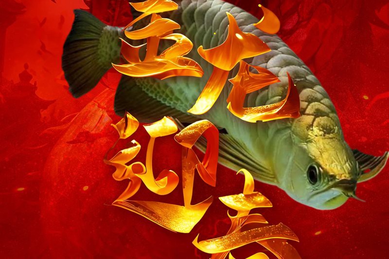 養四條龍魚的寓意是什么，\