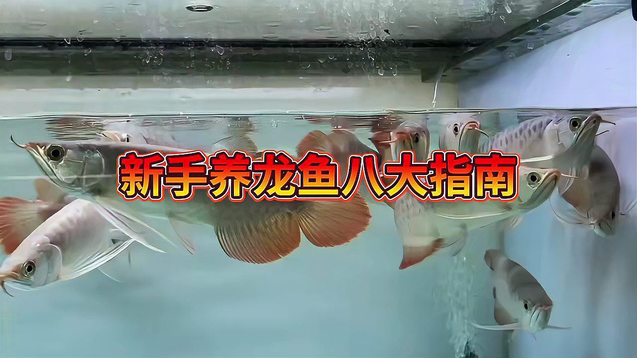 如何選擇適合養龍魚的魚缸？，大七愛養魚龍魚八大指南和注意事項