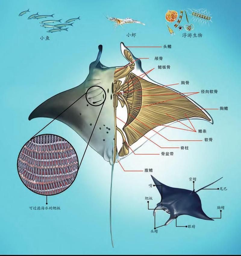 魔鬼魚英文，“魔鬼魚”對應的英文是devilfish或“devilfish”