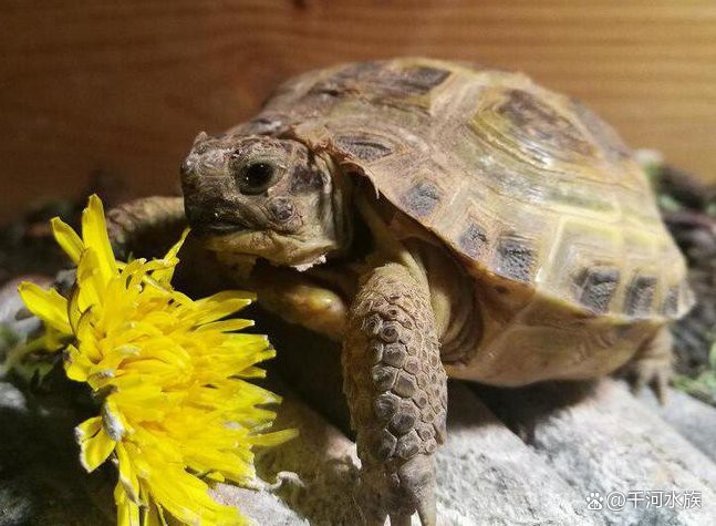 養龜不能養一只的原因，“養龜不宜單養”的爭議始終存在，養龜不宜單養的爭議始終存在
