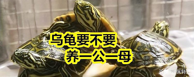 養龜不能養一只的原因，“養龜不宜單養”的爭議始終存在，養龜不宜單養的爭議始終存在