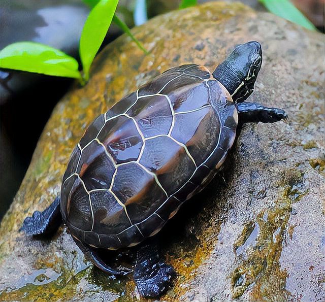 養龜不能養一只的原因，“養龜不宜單養”的爭議始終存在，養龜不宜單養的爭議始終存在