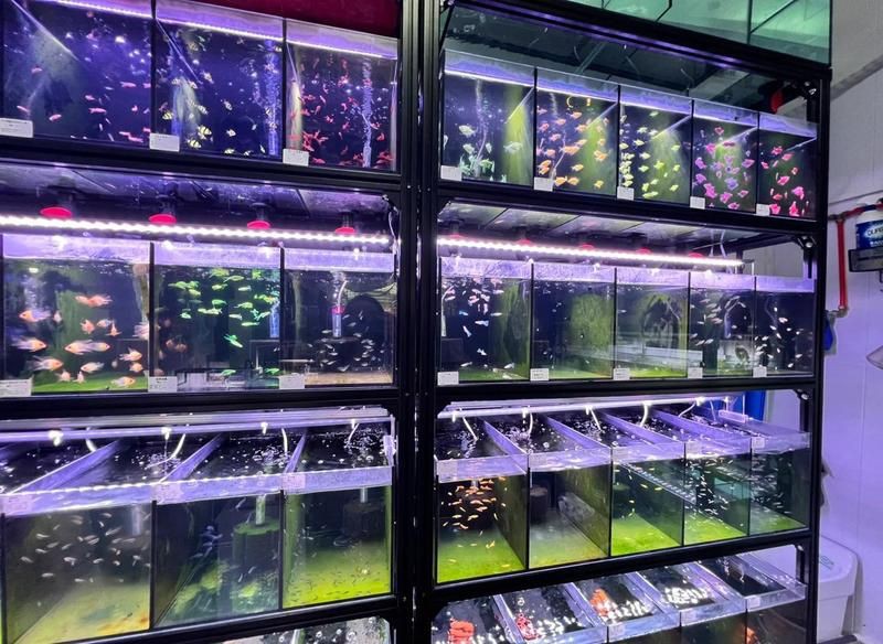 武漢魚缸店，武漢水族服務(wù)融入社區(qū)