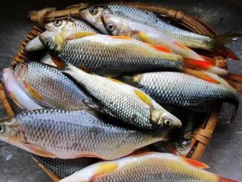 紅尾魚市場價多少錢一斤，2025年8月1日紅尾魚批發價格表 紅尾魚市場價多少錢一斤，2025年8月1日紅尾魚批發價格表 龍魚論壇 第6張