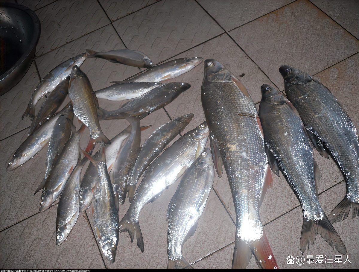 紅尾魚市場價多少錢一斤，2025年8月1日紅尾魚批發價格表 紅尾魚市場價多少錢一斤，2025年8月1日紅尾魚批發價格表 龍魚論壇 第8張