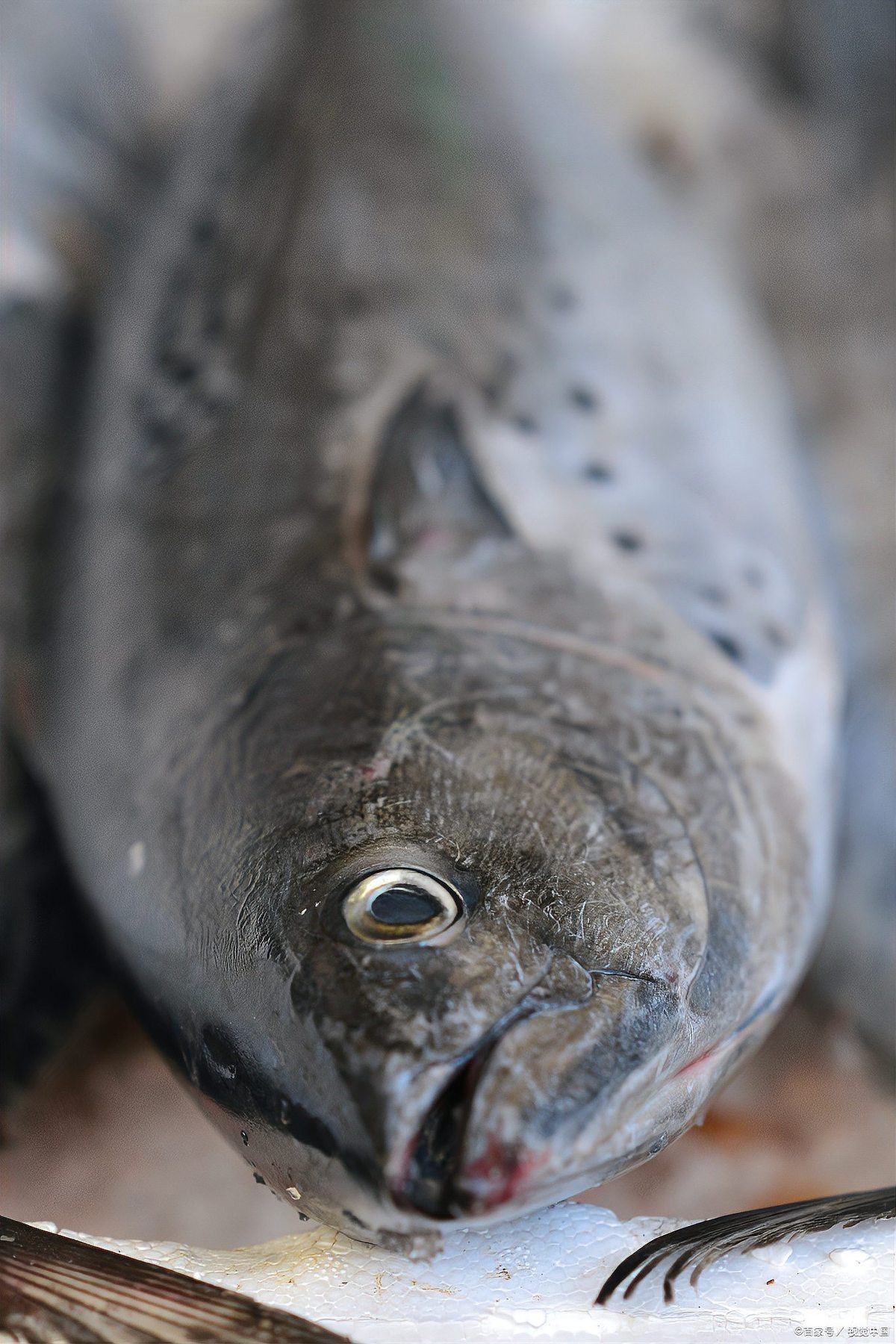 紅尾魚市場價多少錢一斤，2025年8月1日紅尾魚批發價格表 紅尾魚市場價多少錢一斤，2025年8月1日紅尾魚批發價格表 龍魚論壇 第10張