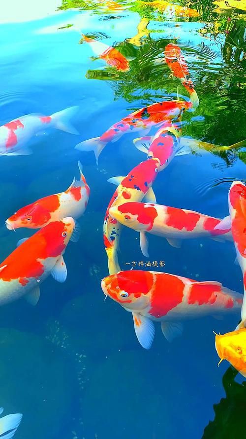 招財轉運魚圖片，《招財轉運魚圖片》