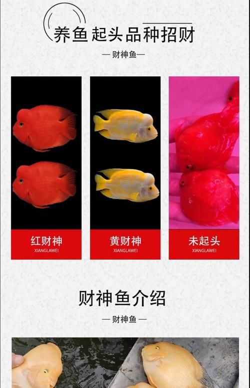招財轉運魚圖片，《招財轉運魚圖片》