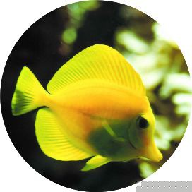 湖州魚缸定做，湖州大型魚缸定做