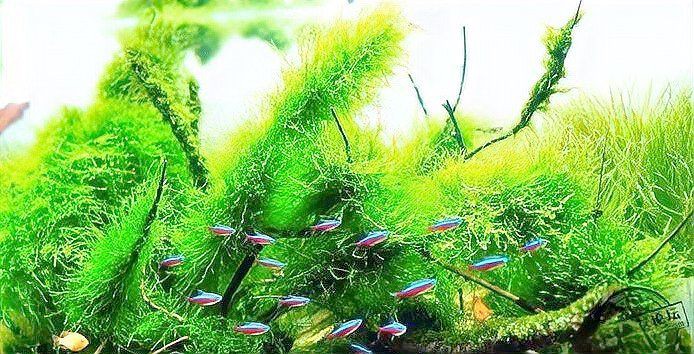 馬拉莫寶石喜歡弱酸性水質(zhì)嗎，馬拉莫寶石魚偏好弱酸性水質(zhì)ph值介于6到7之間