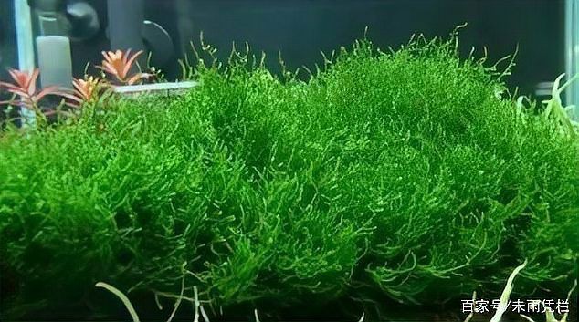 馬拉莫寶石喜歡弱酸性水質(zhì)嗎，馬拉莫寶石魚偏好弱酸性水質(zhì)ph值介于6到7之間