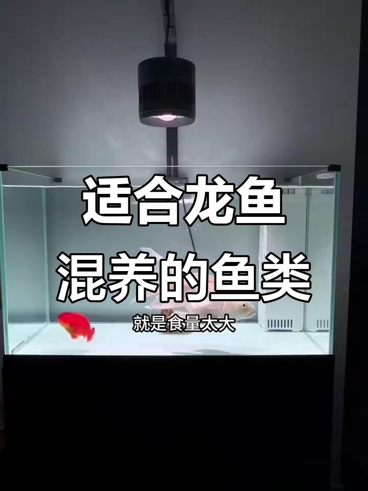 再給我幾個龍魚混養搭配方案，龍魚混養的幾種經典搭配方案
