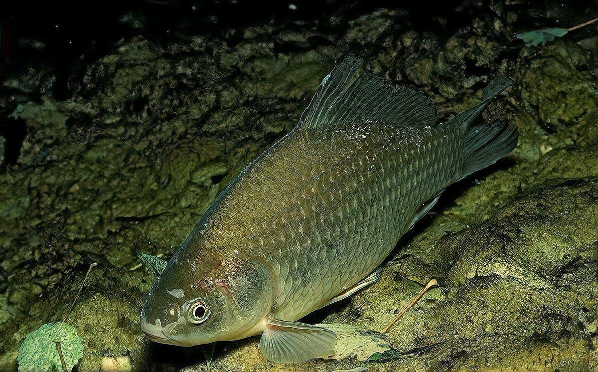 紅勾銀板魚最忌三種顏色，紅勾銀板魚對紅勾銀板魚作為觀賞魚類備受關注的反應