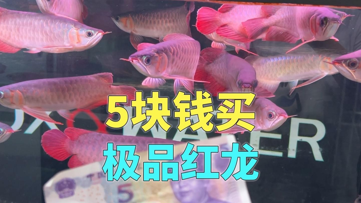 紅龍魚一般多少錢一只，紅龍魚價格2688貴嗎印尼紅龍魚多少錢一只
