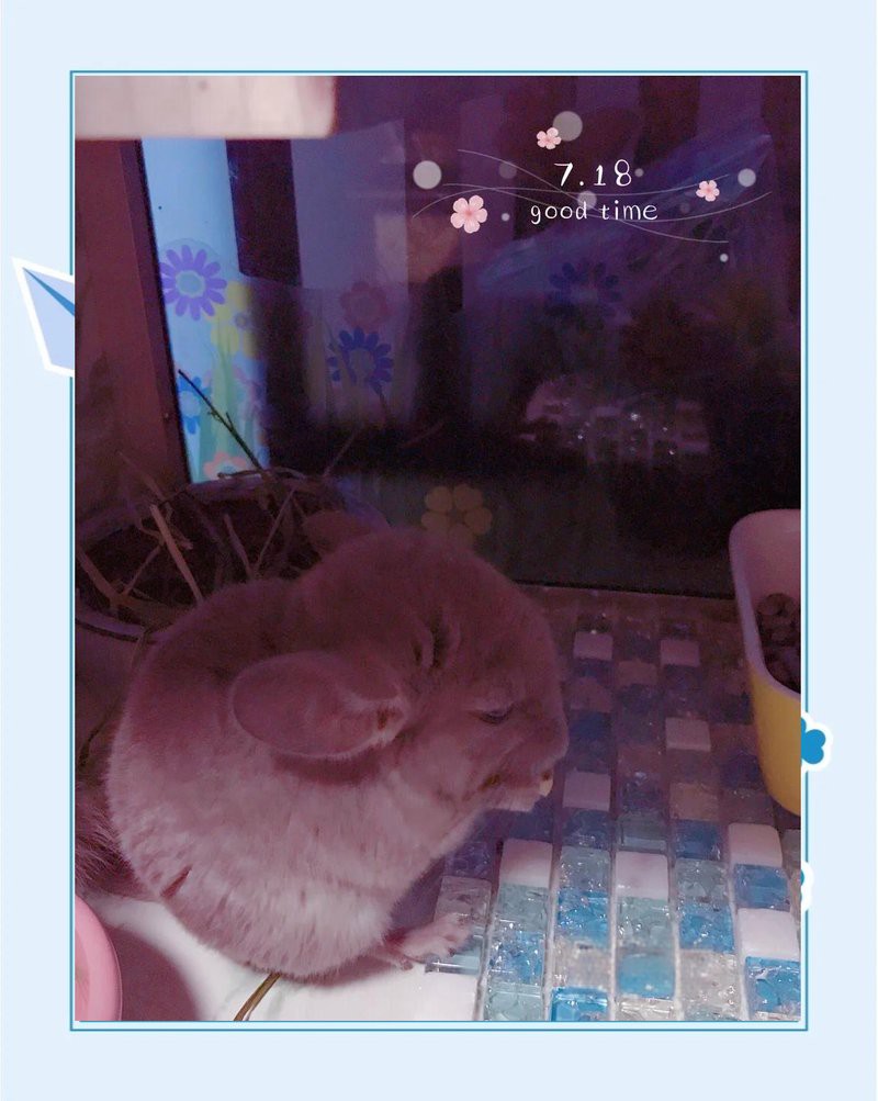 如何科學飼養龍貓？，如何科學飼養龍貓 如何科學飼養龍貓？，如何科學飼養龍貓 龍魚論壇 第2張
