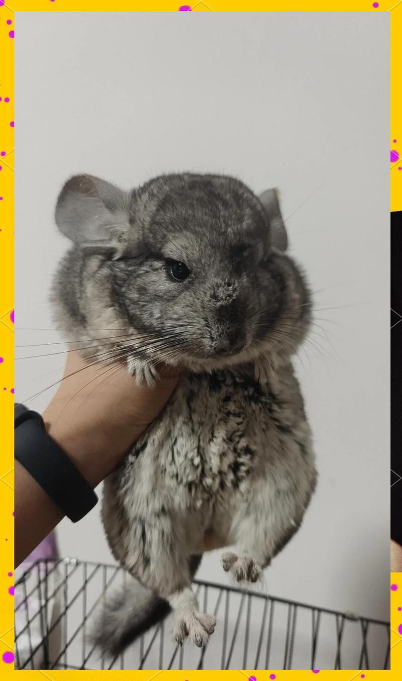 如何科學飼養龍貓？，如何科學飼養龍貓 如何科學飼養龍貓？，如何科學飼養龍貓 龍魚論壇 第3張