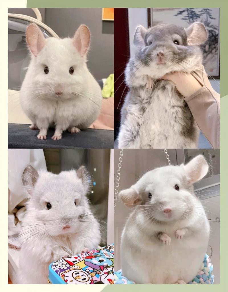 如何科學飼養龍貓？，如何科學飼養龍貓 如何科學飼養龍貓？，如何科學飼養龍貓 龍魚論壇 第1張