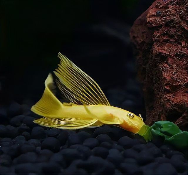 好養(yǎng)的異形魚排名，異形魚(plecoes)養(yǎng)護(hù)原則