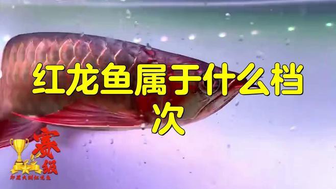 如何區(qū)分紅龍魚的品種等級？，印尼紅龍魚哪個品種最好三個品種纖姿周五挑選紅龍魚