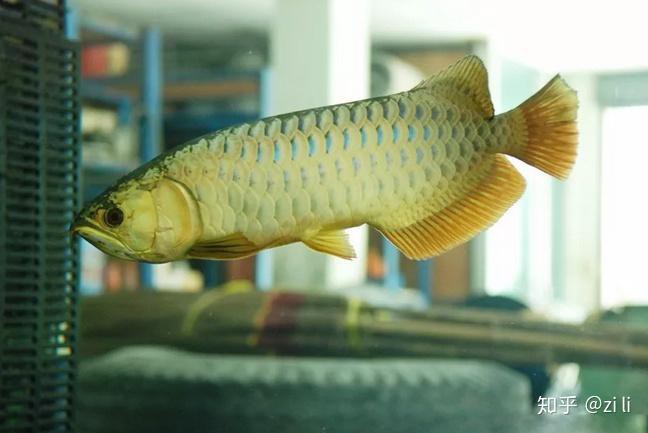 哪些藥物對龍魚安全，《哩嗶哩養(yǎng)護六龍恐龍》