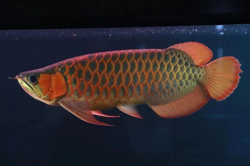 紅龍魚最不值錢三種魚，揭秘紅龍魚價格昂貴背后的故事