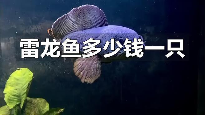 哪些因素會影響雷龍魚的價格？，今天花24買了條野生的蟒紋雷龍奶茶雷龍多少錢一只