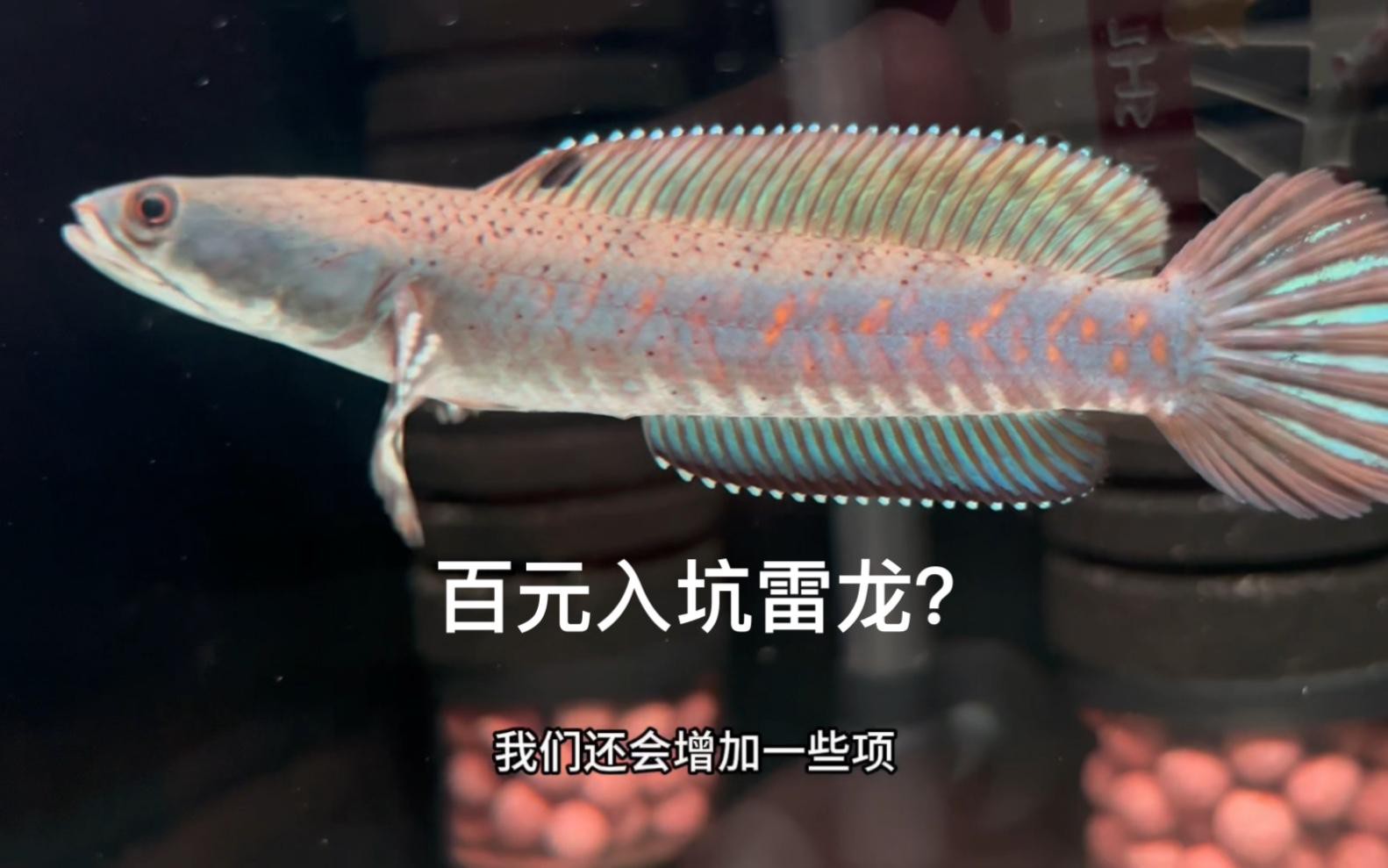 哪些因素會影響雷龍魚的價格？，今天花24買了條野生的蟒紋雷龍奶茶雷龍多少錢一只