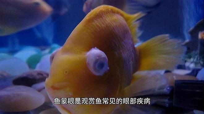 有哪些預防魚蒙眼的措施？，《快速治愈魚蒙眼的方法及預防措施》瑞瑞愛分享