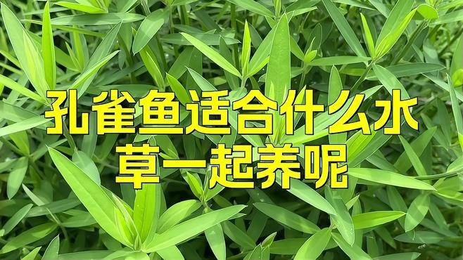 孔雀魚最喜歡的水草，孔雀魚缸里適合養什么水草