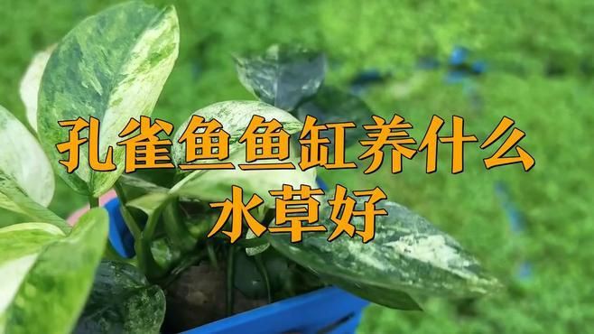 孔雀魚最喜歡的水草，孔雀魚缸里適合養什么水草