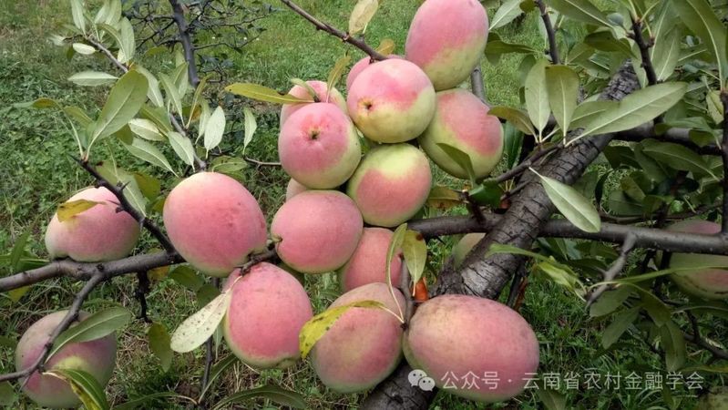 洱源龍魚店，大理洱源龍魚店有哪些特色服務洱源龍魚店價格是多少