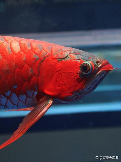 回龍魚照片，“回龍魚照片”主題聚焦于展示龍魚獨特的形態與美感 回龍魚照片，“回龍魚照片”主題聚焦于展示龍魚獨特的形態與美感 龍魚百科 第15張