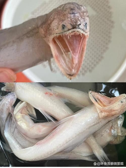 回龍魚照片，“回龍魚照片”主題聚焦于展示龍魚獨特的形態與美感 回龍魚照片，“回龍魚照片”主題聚焦于展示龍魚獨特的形態與美感 龍魚百科 第9張